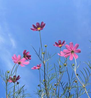 青空とコスモス 青空とコスモス 青空,秋晴れ,コスモスの写真素材