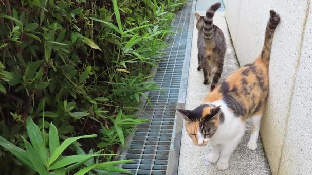 Cats passing each other on crossing patrol routes, JPG