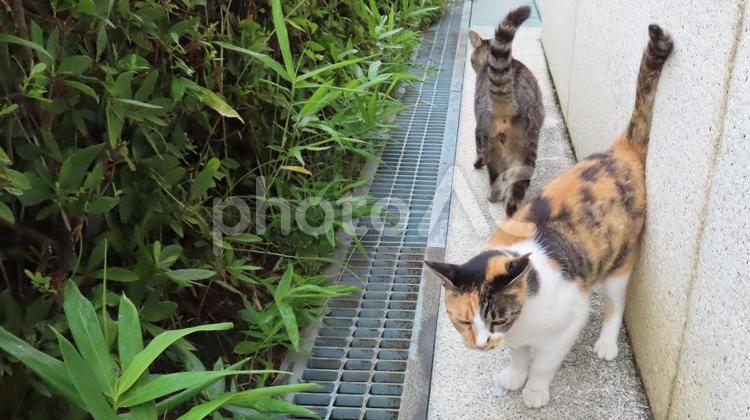 パトロールコースが交錯してすれ違う猫様達 猫,三毛猫,キジトラの写真素材