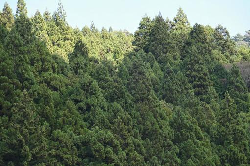 山奥の静かな針葉樹林帯の風景 山奥の静かな針葉樹林帯の風景 針葉樹,森林,山間の写真素材