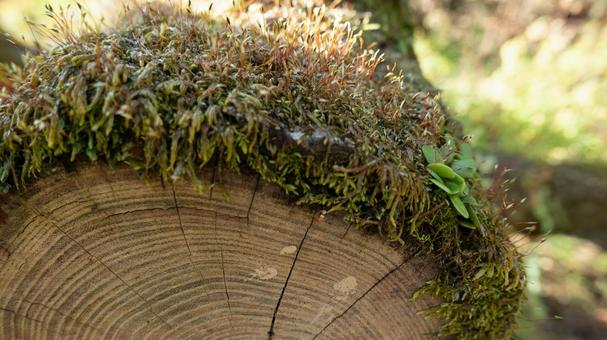 苔むした丸太の静かな森の風景 苔むした丸太の静かな森の風景 苔,丸太,自然の写真素材