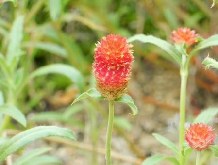 【花の写真】センニチコウ(千日紅) 【花の写真】センニチコウ(千日紅)の写真
