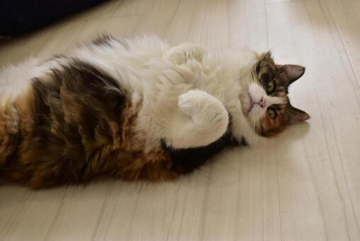 猫(ネコ) 猫(ネコ)の写真