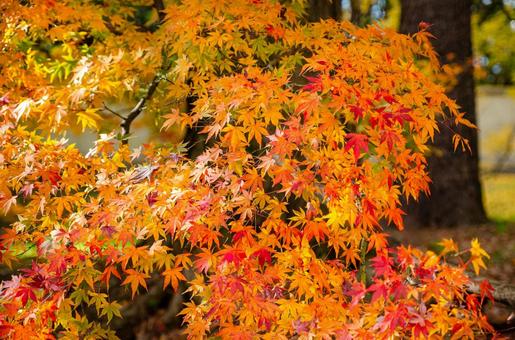 晩秋の皇居・北の丸公園の紅(黄)葉 2 晩秋,秋,北の丸公園の写真素材