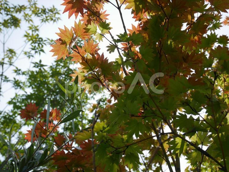 モミジと木洩れ日 モミジ,葉っぱ,木洩れ日の写真素材