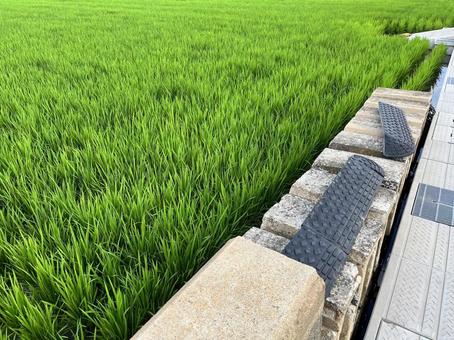 Photo, paddy field, rice, ear rice, 