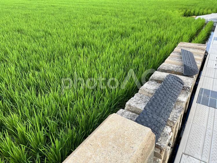田んぼ 田んぼ,稲,稲穂の写真素材