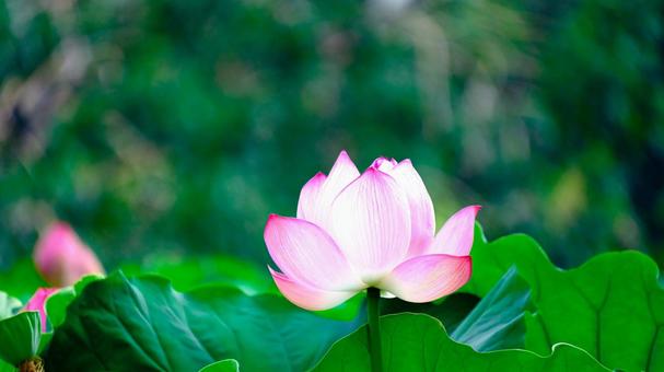 咲く蓮の花 咲く蓮の花の写真