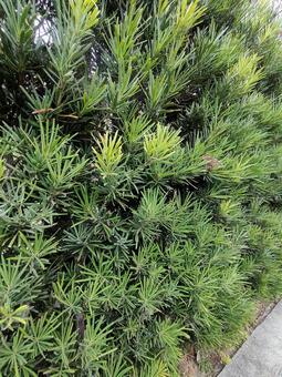 緑、針葉樹 自然,草,壁の写真素材