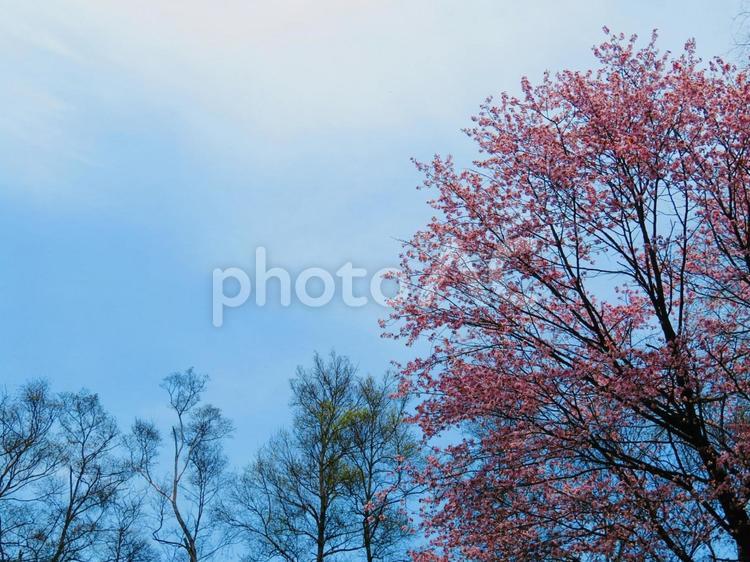 桜の木と空 風景,桜,木の写真素材