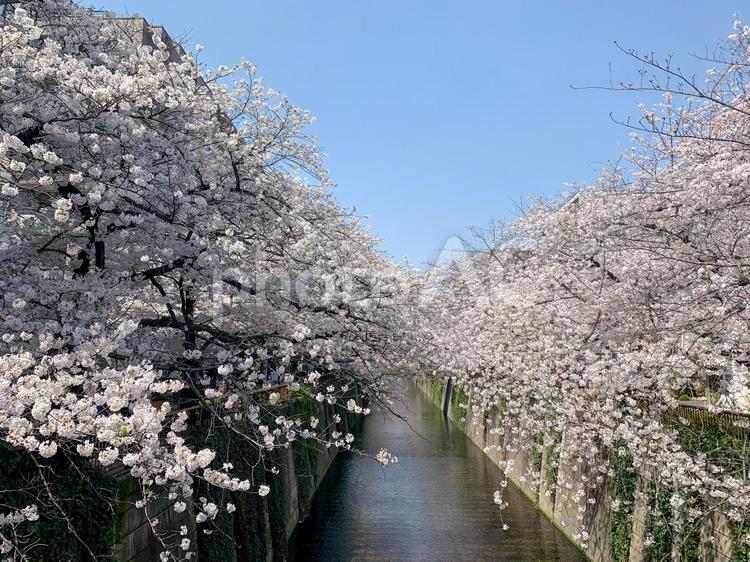 目黒川と桜並木 さくら,中目黒,サクラの写真素材