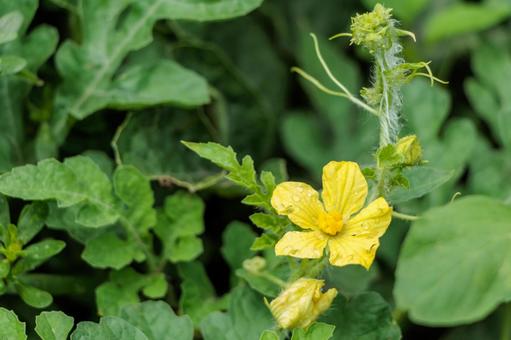畑に育つスイカの黄色い花 畑に育つスイカの黄色い花 収穫,農作物,家庭菜園の写真素材