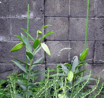 カサブランカのつぼみ カサブランカのつぼみ カサブランカ,つぼみ,植物の写真素材