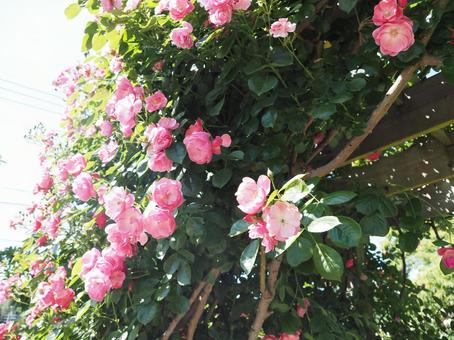 薔薇 薔薇,ローズ,春の写真素材