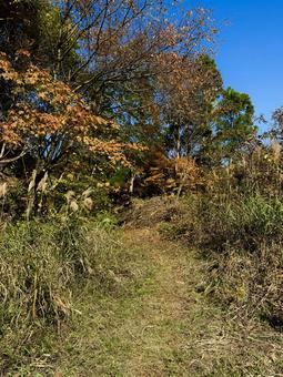 秋の福井県の九頭竜ダム　獣道 秋,道路,晩秋の写真素材