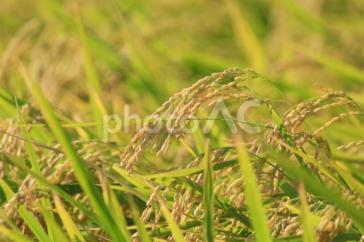風に揺れる稲穂 稲穂,稲刈り,秋の写真素材