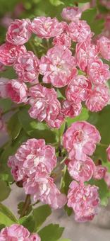 ピンクの花 スマホサイズ ピンクの花 スマホサイズ 花,ピンク,八重咲きの写真素材