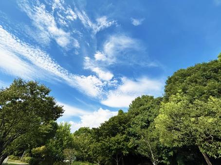 爽やかな青空と公園の木々 爽やかな青空と公園の木々 空模様,空,雲の写真素材