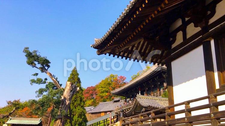 奈良・東大寺「国宝・二月堂」（三月堂から眺める） 奈良,秋,二月堂の写真素材