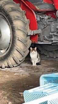 Tractor and cat, JPG