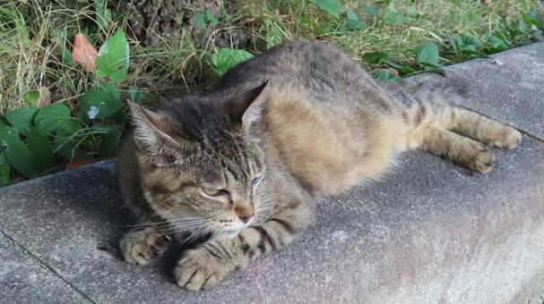 夕涼みが日課のもふもふであざとい猫様 夕涼みが日課のもふもふであざとい猫様の写真