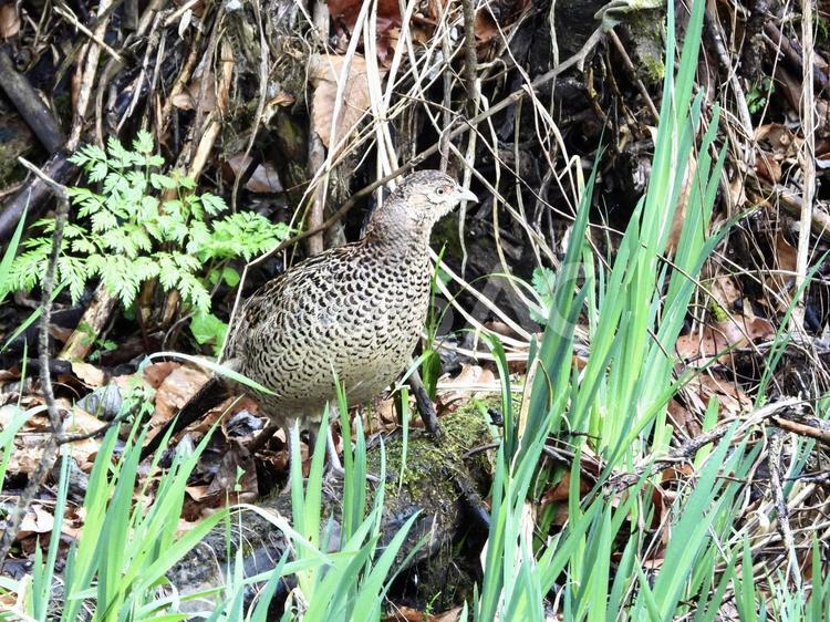 流木に立つキジ 鳥,野鳥,キジの写真素材