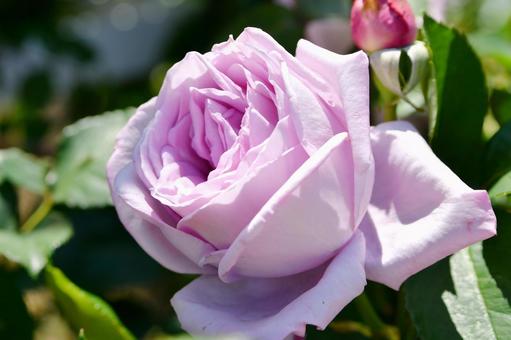 薔薇 シャルル・ド・ゴール 薔薇 シャルル・ド・ゴールの写真