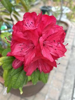 Photo, rhododendron, grime, spring, 