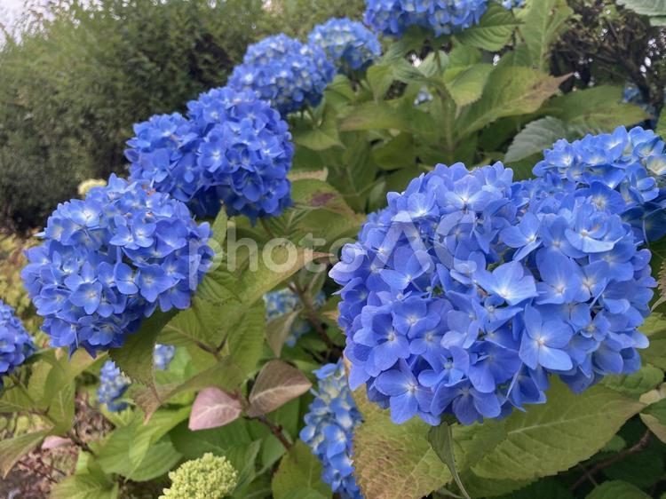 公園の青いアジサイ アジサイ,紫陽花,ハイドランジアの写真素材