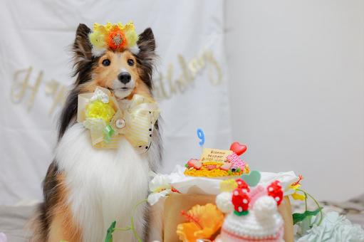 シェルティ シェルティ シェルティ,ペット,犬の写真素材