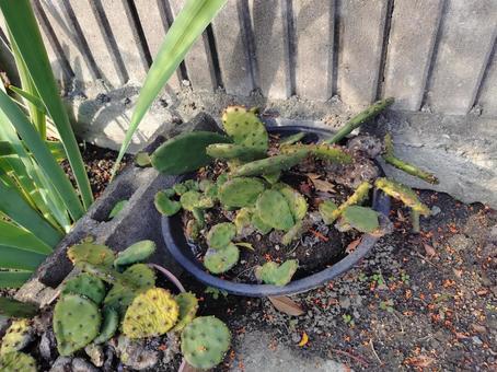 しょぼくれたサボテン サボテン,萎れた,鉢植えの写真素材