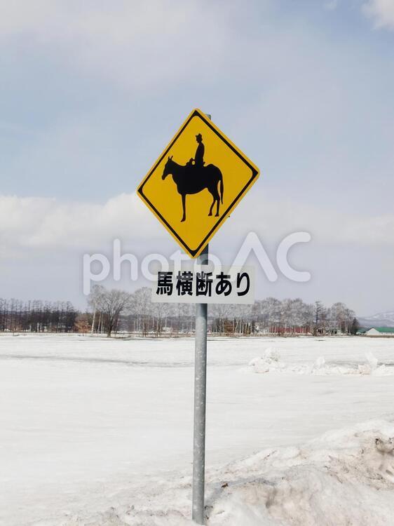 北海道　動物注意　乗馬 乗馬,馬横断,道路標識の写真素材