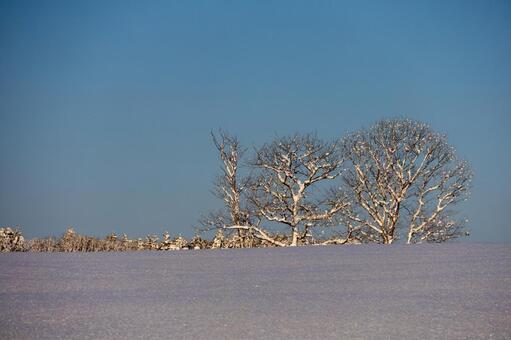 青空と白い雪を纏う樹氷した樹々 樹氷,霧氷,雪の写真素材