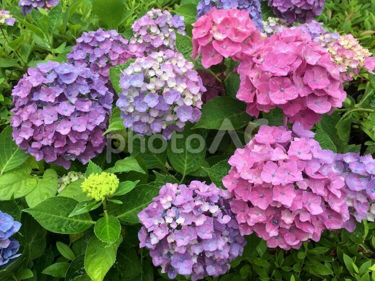 紫陽花　花　植物　６月　梅雨　雨　イメージ　写真 アジサイ,紫陽花,花の写真素材