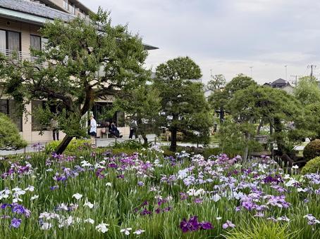 堀切菖蒲園 堀切菖蒲園の写真