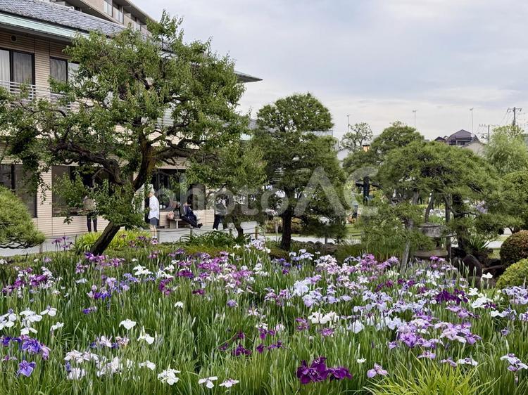 堀切菖蒲園 5月,花畑,バイオレットの写真素材