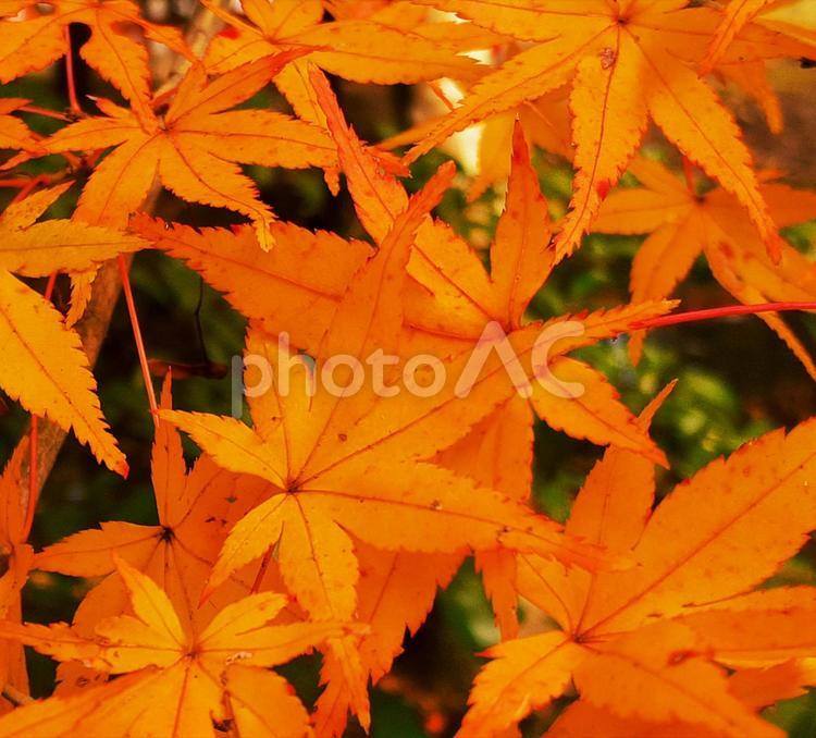 赤く色づいたもみじの葉のクローズアップ2 もみじ,紅葉,かえでの写真素材