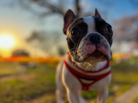 夕日と犬(フレブル)_1 夕日と犬(フレブル)_1の写真