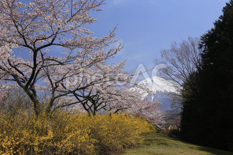 富士宮から見た満開の桜と富士山 桜,満開,富士山の写真素材