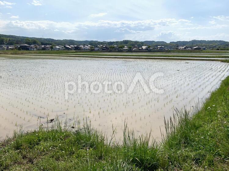 田植えをしたばかりの田んぼ 自然,風景,空の写真素材