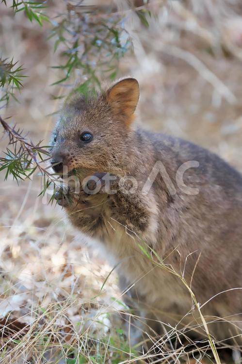 クオッカ　世界一幸せな動物 世界一幸せな動物,クオッカ,ワラビーの写真素材