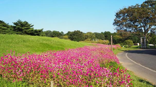 初秋のひたち海浜公園・桃色のセンニチコウ 初秋のひたち海浜公園・桃色のセンニチコウ 初秋,国営ひたち海浜公園,ピンクの写真素材