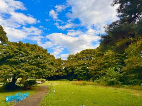 桜丘すみれば自然庭園と青空 青空,空,ブルースカイの写真素材