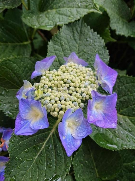 紫陽花・あじさい・アジサイ（１７） 紫陽花,あじさい,アジサイの写真素材