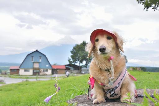 高原のキャンプ場と犬 高原のキャンプ場と犬 ミニチュアダックス,ダックスフント,愛犬の写真素材