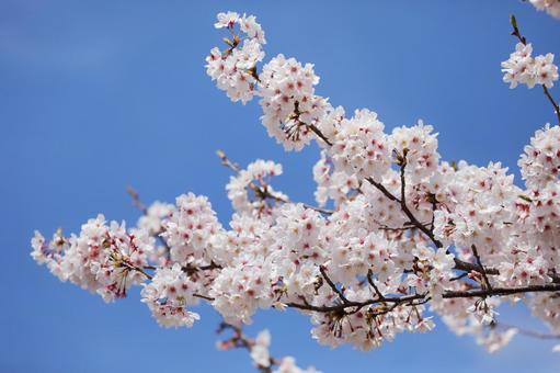 満開の桜 満開の桜の写真