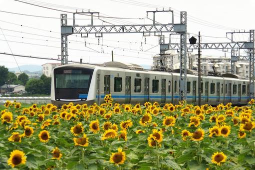 ひまわりと銀色の電車 ひまわりと銀色の電車の写真