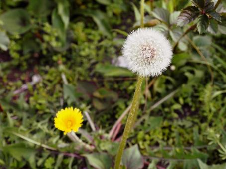綿毛_タンポポ 綿毛_タンポポ タンポポ,たんぽぽ,綿毛の写真素材
