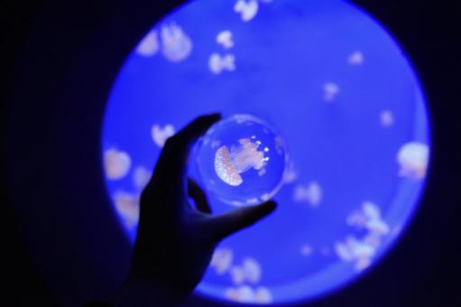 クラゲ クラゲ,水族館,ガラス玉の写真素材