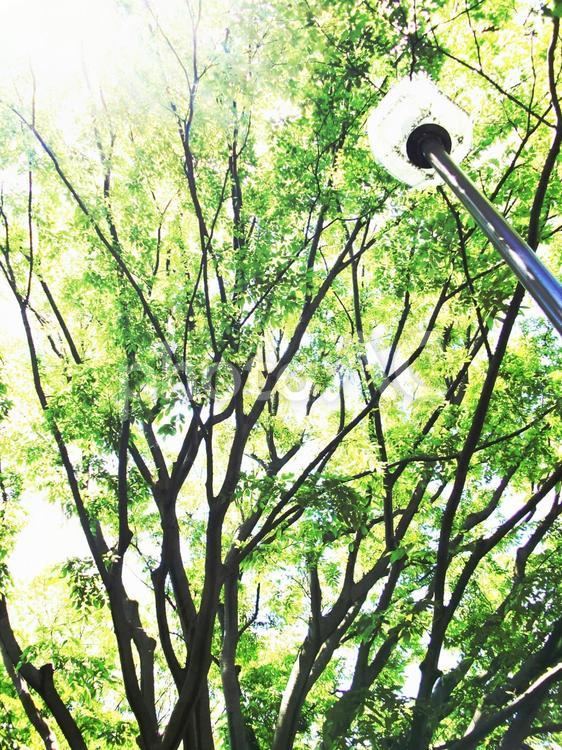 夏の森林浴・気持ちいい～・眠くなる 夏,なつ,ナツの写真素材